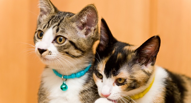 猫グッズ好きが多いのは、どの都道府県？【ラクーン社調査】