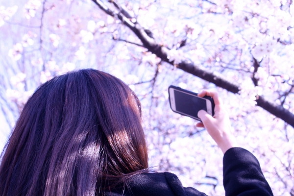 花見動画の投稿をした20代は約2割