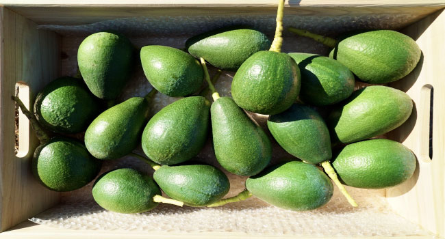 アボカド アボカド | 商品情報 | シンプロット・ジャパン株式会社 (Simplot