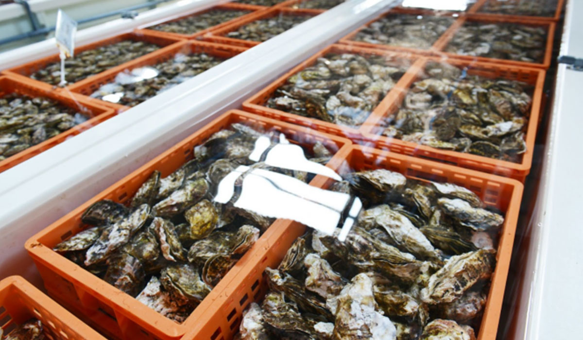 ゼネラル・オイスターが海洋深層水で浄化した生食用冷凍殻付き牡蠣を開発、2月より自社店舗で販売開始。今春より業務用卸・EC向けに順次販売